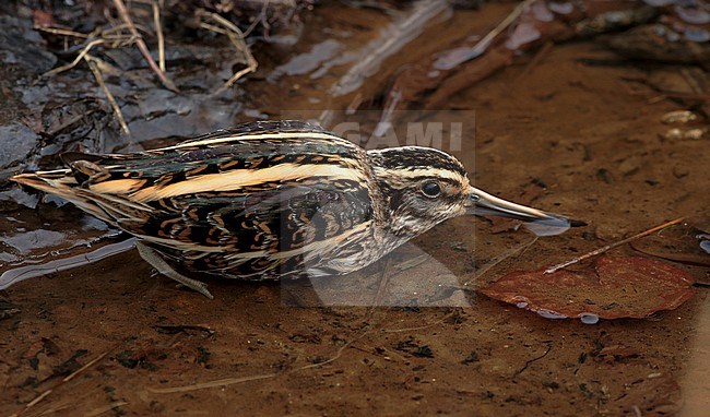 Jack Snipe, Lymnocryptes minimus lying down and keep calm in a narrow ditch ,relying on its camouflage, seen from the side stock-image by Agami/Fred Visscher,