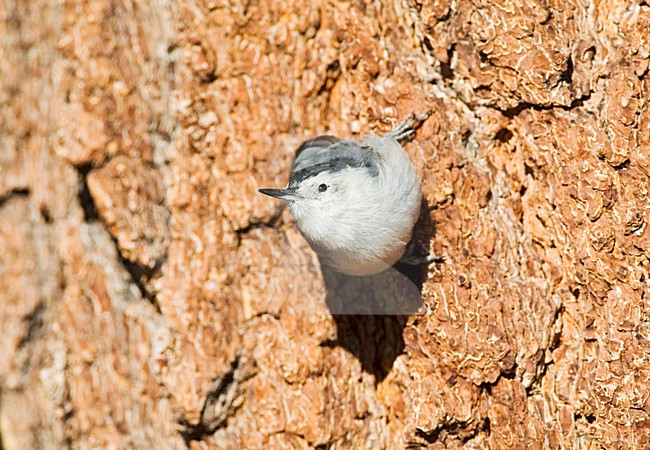 Witborst-boomklever; White-breasted Nuthatch stock-image by Agami/Marc Guyt,