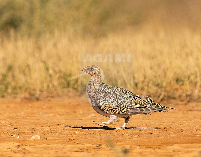 Juvenile Pin-tailed Sandgrouse (Pterocles alchata). This plumage is rarely seen and photographed. stock-image by Agami/Edwin Winkel,