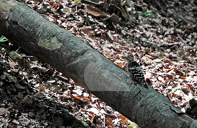 Juvenile White-backed Woodpecker (Dendrocopus leucotos) foraging on a fallen log in an old growth forest near Zemplen in Hungary. stock-image by Agami/Helge Sorensen,