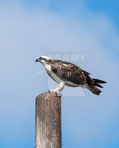 American Osprey, Pandion (haliaetus) carolinensis, perched on a pole against a blue sky stock-image by Agami/Roy de Haas,