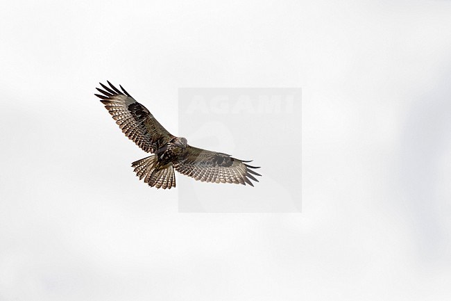 A juvenile Upland Buzzard (Buteo hemilasius) hovering above the mongolian steppe. stock-image by Agami/Mathias Putze,