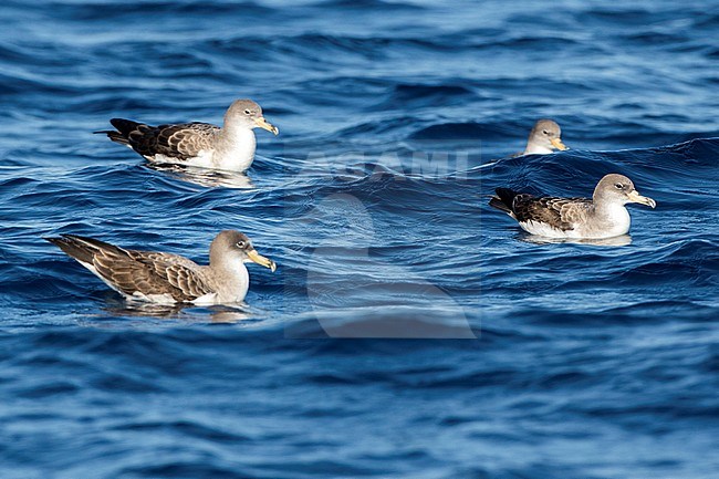 Scopoli's Shearwater, Calonectris diomedea) swimming in the mediterranean sea off Ibiza (Spain). stock-image by Agami/Oscar Díez,