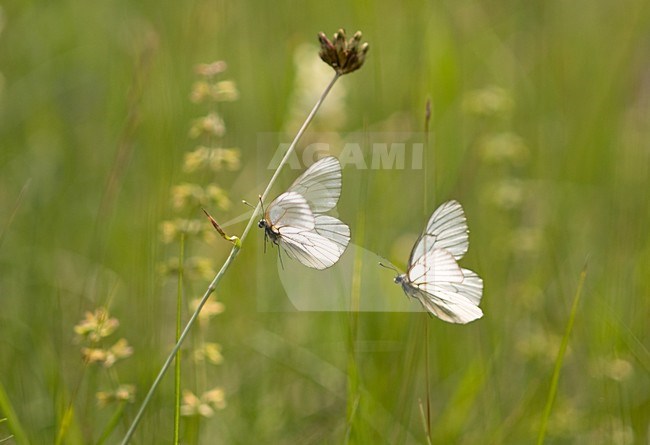 Groot Geaderd Witje, Black-veined White stock-image by Agami/Rob de Jong,