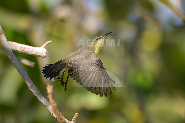 Purple Sunbird, Cinnyris asiaticus, taking off. stock-image by Agami/Sylvain Reyt,