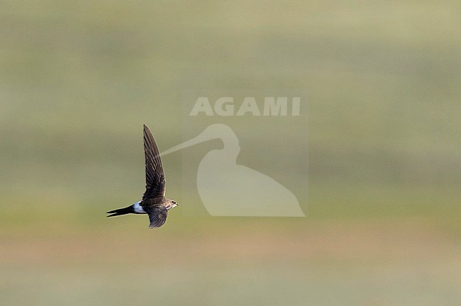 Vliegende Siberische Gierzwaluw; Pacific Swift (Apus pacificus) in flight stock-image by Agami/Ralph Martin,
