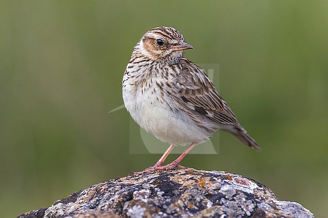 Woodlark (Lullula arborea ssp. pallida) perched on a rock stock-image by Agami/Daniele Occhiato,