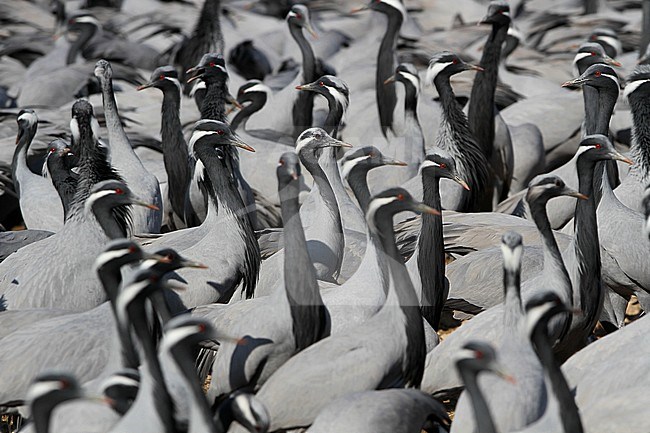 Huge flock Demoiselle Cranes (Grus virgo) standing on the ground in Khichan Bird Sanctuary, Rajasthan, India. Waiting for when they are getting fed. stock-image by Agami/James Eaton,