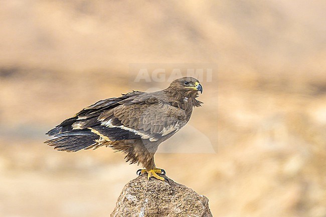 Steppe eagle, Aquila nipalensis, perched, with the desert as background. stock-image by Agami/Sylvain Reyt,