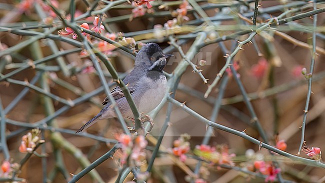 Sideview of a male male Rüppell's Warbler (Curruca ruppeli) on a thorny branch. Israel, Asia stock-image by Agami/Markku Rantala,