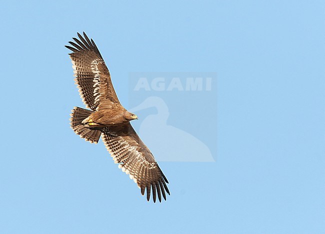 Steppe Eagle (Aquila nipalensis) soaring against a blue sky in Iran. Seen from below. stock-image by Agami/Edwin Winkel,