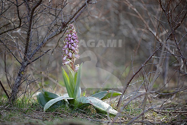 Giant Orchid, Himantoglossum robertianum stock-image by Agami/Wil Leurs,