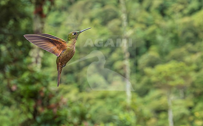 Fawn-breasted Brilliant (Heliodoxa rubinoides) in flight, wide angle in Andean landscape stock-image by Agami/Lennart Verheuvel,