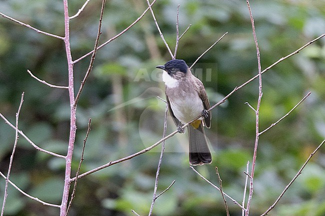 Brown-breasted Bulbul (Pycnonotus xanthorrhous) at Doi Ang Khang NP, Thailand stock-image by Agami/David Monticelli,