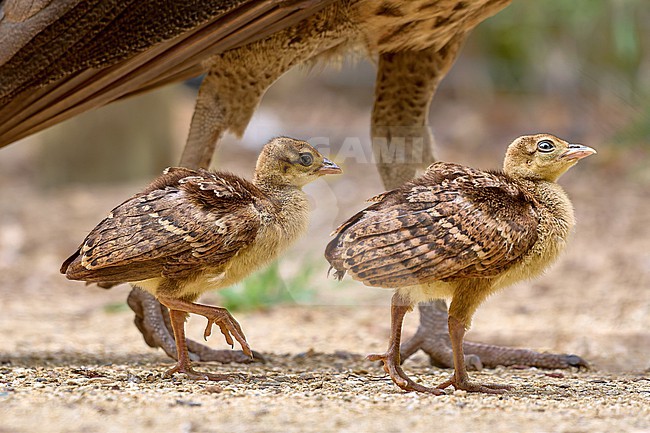 Chicks of the Indian Peafowl (Pavo cristatus) stock-image by Agami/Tomas Grim,