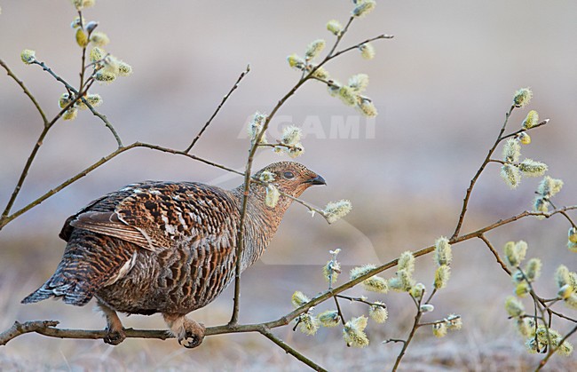 Vrouwtje Korhoen, Female Black grouse stock-image by Agami/Markus Varesvuo,