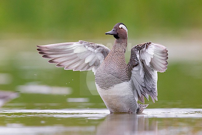 Garganey (Anas querquedula), adult male flapping its wings, Campania, Italy stock-image by Agami/Saverio Gatto,