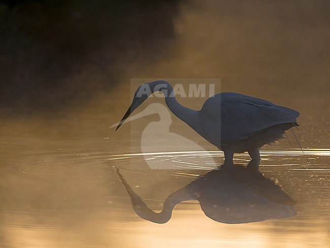 Great White Egret (Ardea alba) fishing during sunrise stock-image by Agami/Daniele Occhiato,