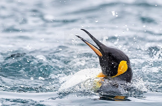 Swimming King Penguin (Aptenodytes patagonicus halli) off the coast on Macquarie Island, subantarctic Australia. Bading itself in the surf. stock-image by Agami/Marc Guyt,