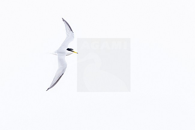 adult little tern (Sternula albifrons) in breeding plumage in flight, found at Buir Lake (Buir Nuur) in Dornod Aimag in Mongolia stock-image by Agami/Mathias Putze,