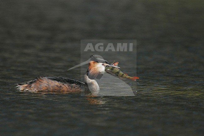 Fuut  zwemmend met vis; Great Crested Grebe swimming with fish stock-image by Agami/Menno van Duijn,