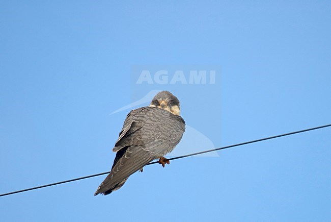 Amur Falcon perched on wire South Africa, Amoerroodpootvalk zittend op draad Zuid Afrika stock-image by Agami/Wil Leurs,