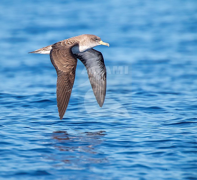 Cory's shearwater, Calonectris borealis, in flight over the Atlantic Ocean off the Azores, Portugal. stock-image by Agami/Marc Guyt,