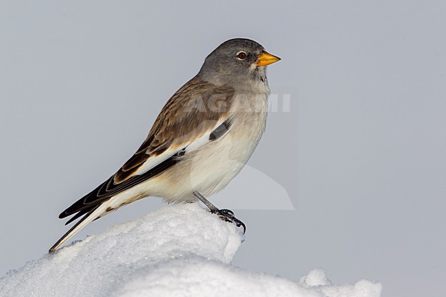 Sneeuwvink; Snowfinch; Montifringilla nivalis stock-image by Agami/Daniele Occhiato,