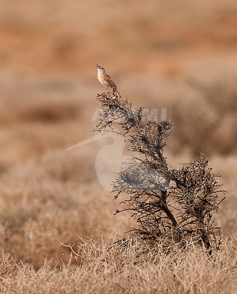 Somali Lark (Mirafra somalica) perched and singing on a small bush in a dry grass plain stock-image by Agami/Thierry Quelennec,