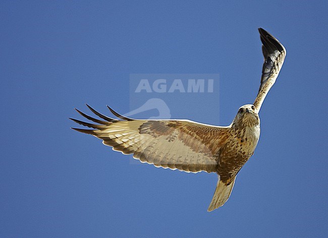 Upland Buzzard (Buteo hemilasius) in flight in Mongolia during summer. stock-image by Agami/Jari Peltomäki,