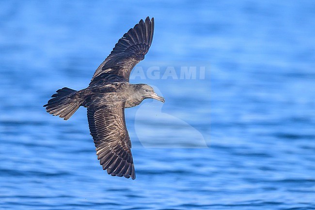 Flesh-footed shearwater, Ardenna carneipes, in flight. stock-image by Agami/Sylvain Reyt,