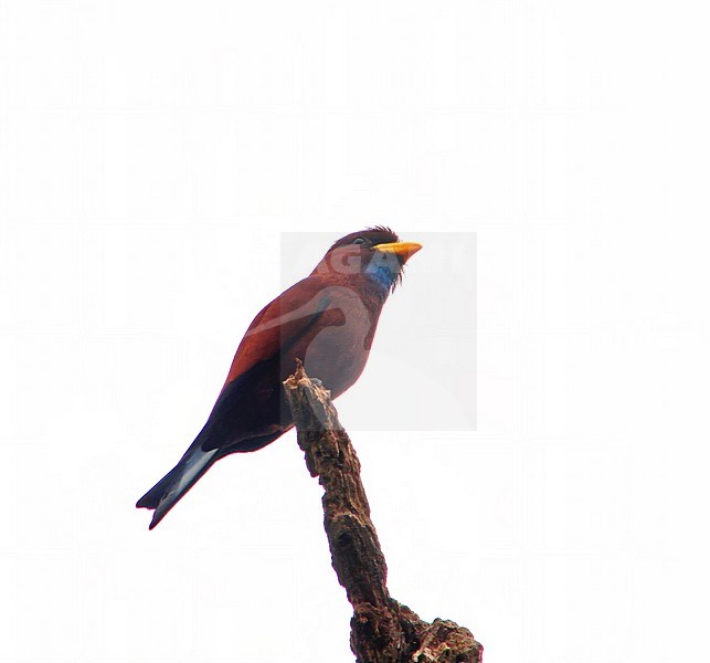 Blue-throated Roller (Eurystomus gularis) in Angola. stock-image by Agami/Pete Morris,