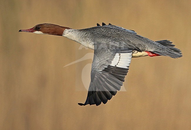 Common Merganser (Mergus merganser). Adult female in flight, seen from the side, showing upper wing and upper tail. stock-image by Agami/Fred Visscher,