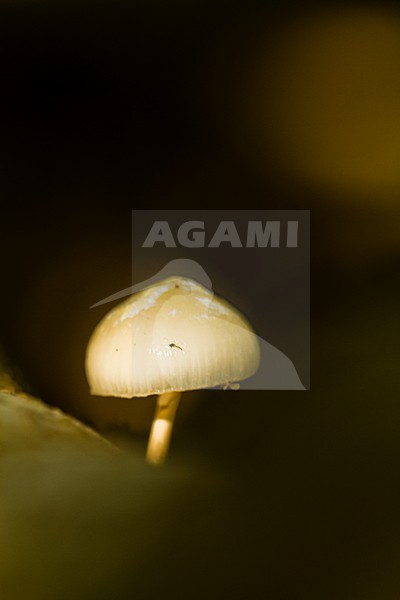 Porseleinzwam, Porcelain fungus, Oudemansiella mucida stock-image by Agami/Menno van Duijn,