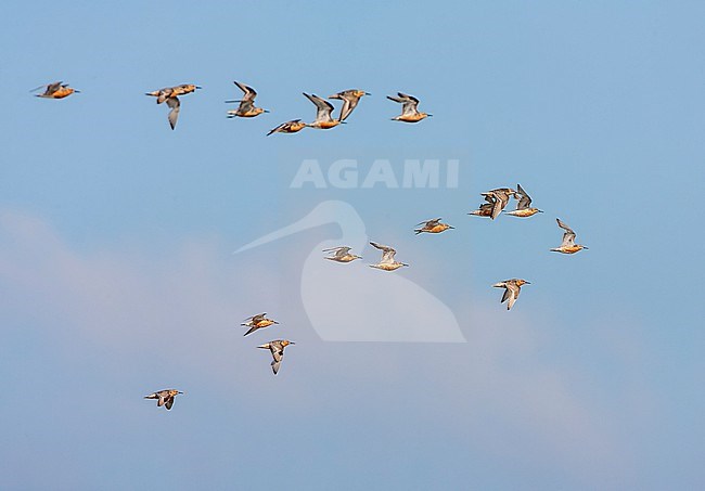 Red Knot (Calidris canutus) in the Netherlands. Flock of knots in flight. stock-image by Agami/Marc Guyt,