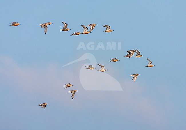 Red Knot (Calidris canutus) in the Netherlands. Flock of knots in flight. stock-image by Agami/Marc Guyt,