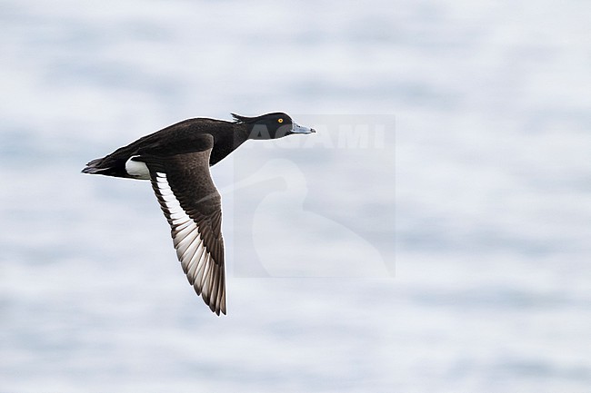 Adult male tufted pochard (aythya fuligula) in flight stock-image by Agami/Mathias Putze,