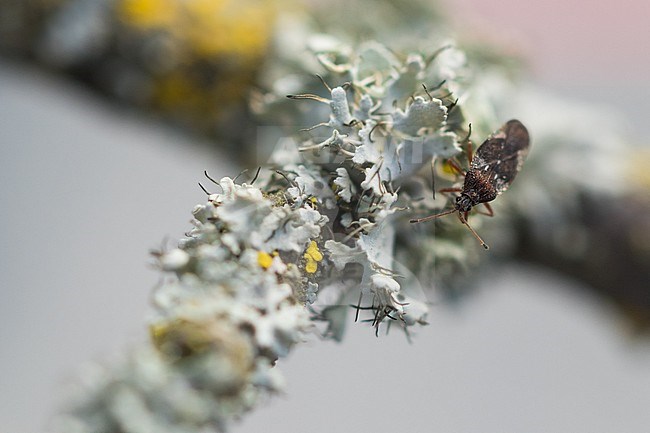 Physatocheila dumetorum, Germany (Baden-Württemberg), imago stock-image by Agami/Ralph Martin,