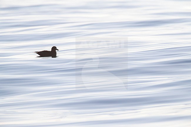 Westland Petrel (Procellaria westlandica) at sea off Kaikoura in New Zealand. Swimming with backlight on an ocean surface with beautiful patterns. stock-image by Agami/Marc Guyt,