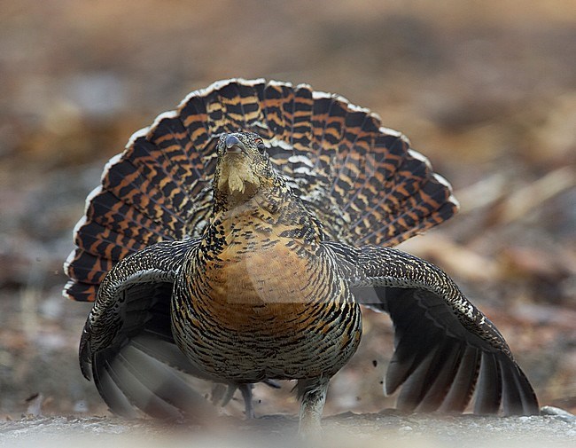 Female Capercaillie (Tetrao urogallus) in Finland. Showing male like display. stock-image by Agami/Tomi Muukkonen,