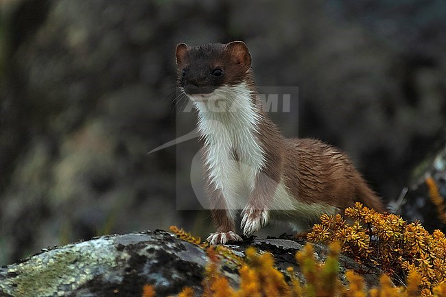 Stoat (Mustela erminea), also known as  Short-tailed Weasel or Eurasian Ermine, standing on a rock with autumn coloured crowberry growth stock-image by Agami/Kari Eischer,