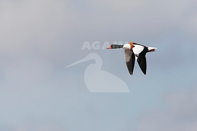 Adult Common Shelduck (Tadorna tadorna) on Texel in the Netherlands. stock-image by Agami/Marc Guyt,