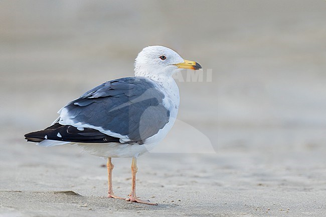 Adult in transition to breeding 
Galveston Co., TX
April 2023 stock-image by Agami/Brian E Small,