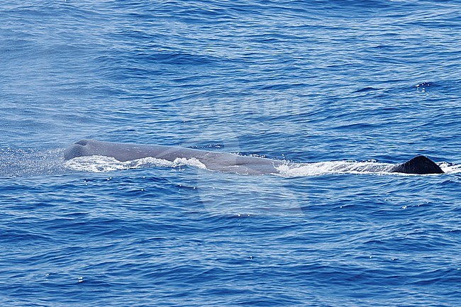 Sperm whale (Physeter macrocephalus) taken the 25/08/2022 at Toulon - Franc.e. stock-image by Agami/Nicolas Bastide,