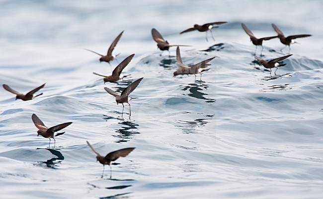 Sierlijk stormvogeltje, Elliot's Storm-Petrel, Oceanites gracili stock-image by Agami/Marc Guyt,