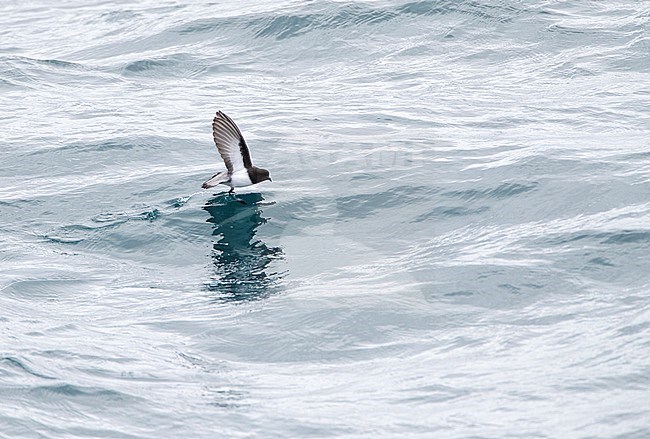 Grey-backed Storm Petrel (Garrodia nereis) in flight over the pacific ocean of subantarctic New Zealand. Foraging on the ocean surface. stock-image by Agami/Marc Guyt,