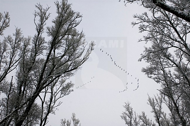 Dordtse Biesbosch in de winter; Dordtse Biesbosch in winter stock-image by Agami/Hans Gebuis,