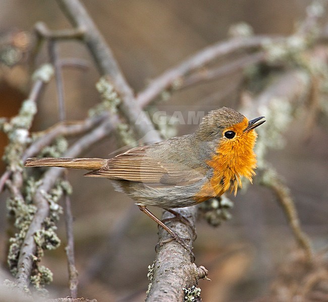 Zingende Roodborst; Singing European Robin stock-image by Agami/Markus Varesvuo,