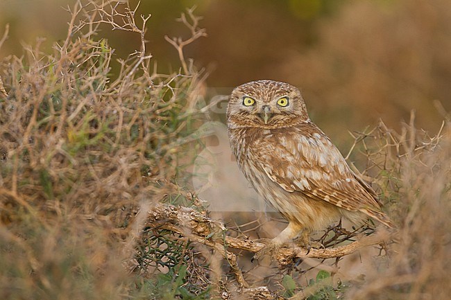 Little Owl - Steinkauz - Athene noctua saharae, Morocco, adult stock-image by Agami/Ralph Martin,