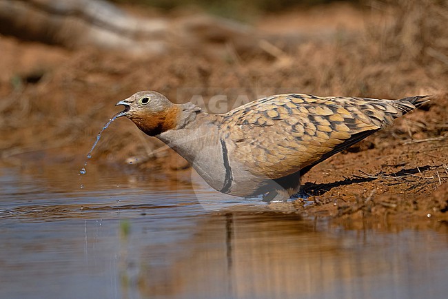 stock-image by Agami/Eduard Sangster,
